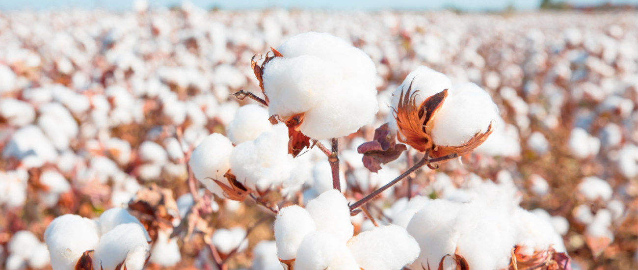 Pamut farmon pamut termésének fotója