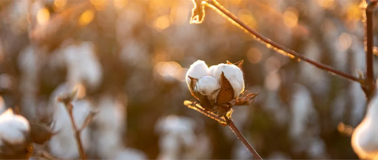 biopamut sportmelltartó OEKO-TEX tanúsítvánnyal