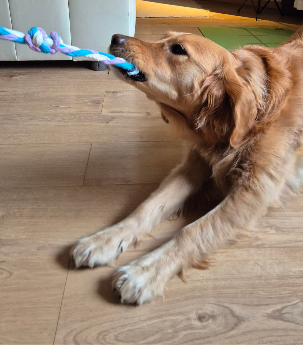 Szinetár Dóra x PatentDuo limitiertes Hundespielzeug aus Bio-Baumwolle