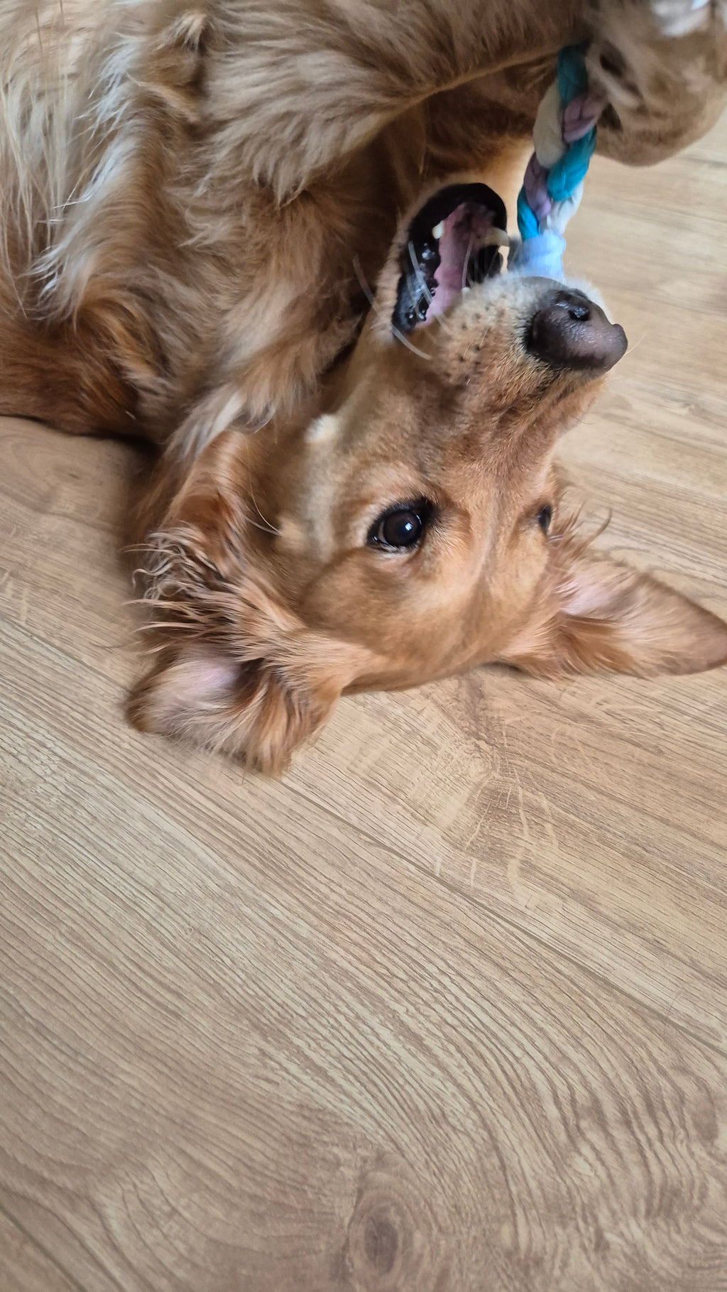 Szinetár Dóra x PatentDuo limitiertes Hundespielzeug aus Bio-Baumwolle