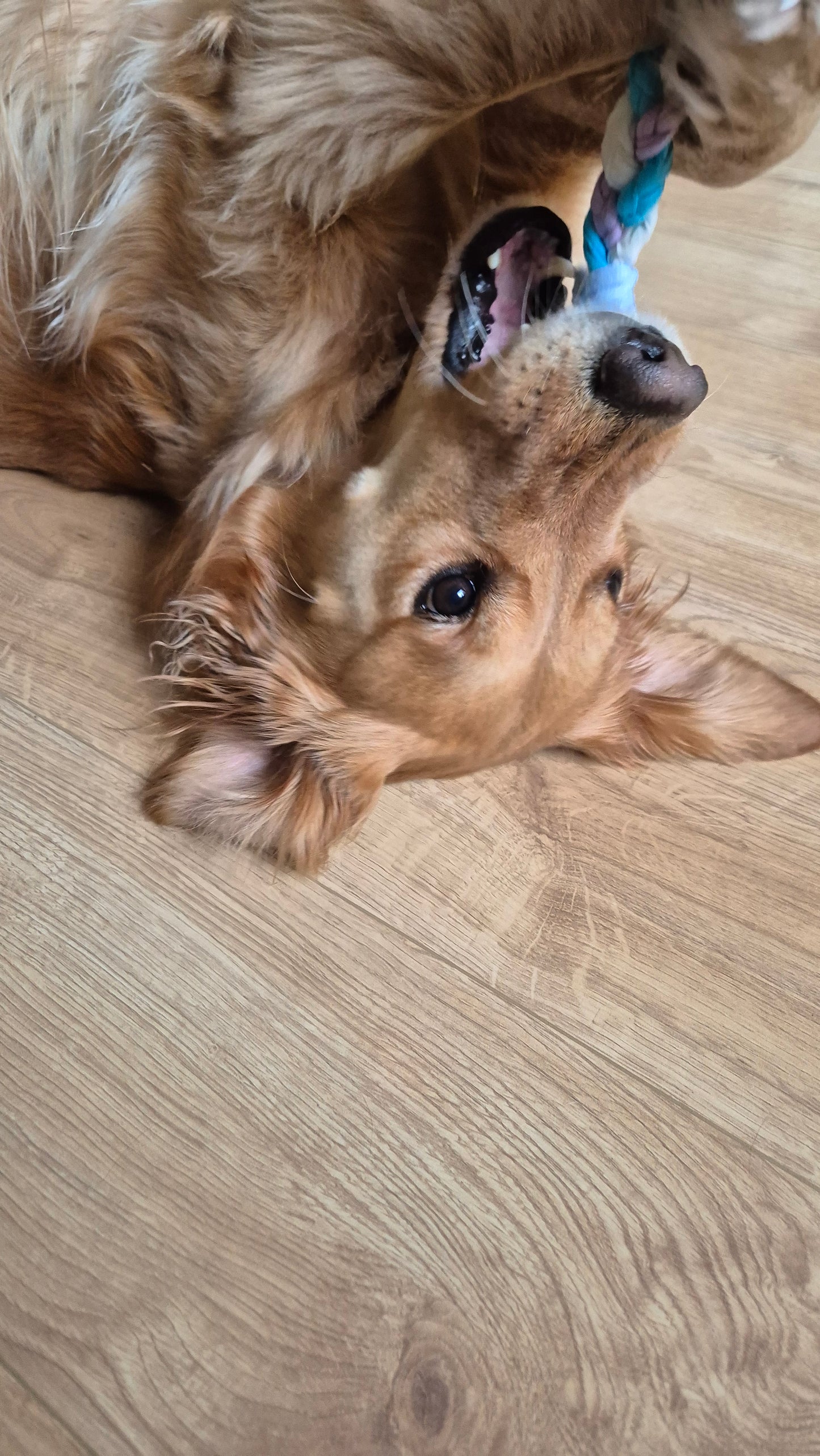 Organikus pamut kötélkutyajáték