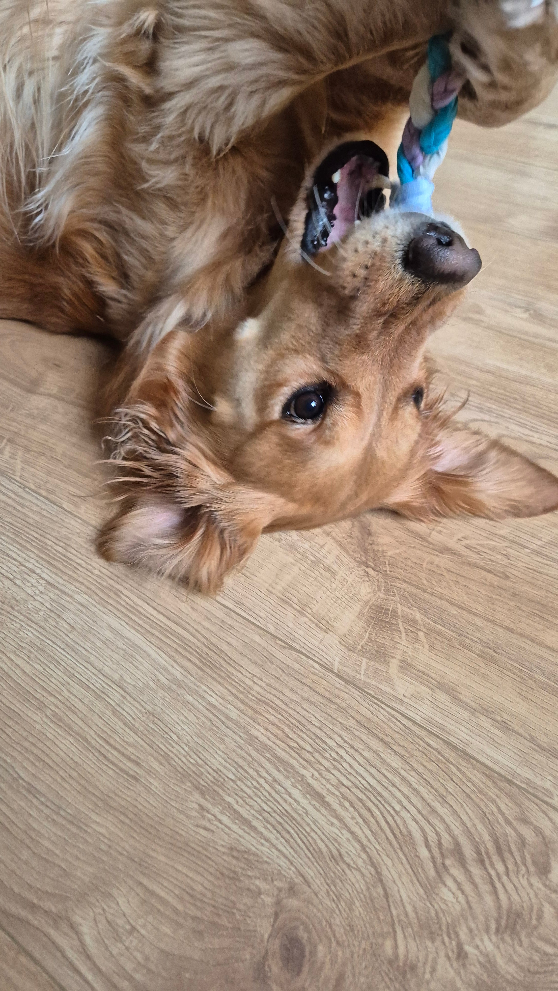 Szinetár Dóra x PatentDuo limitiertes Hundespielzeug aus Bio-Baumwolle