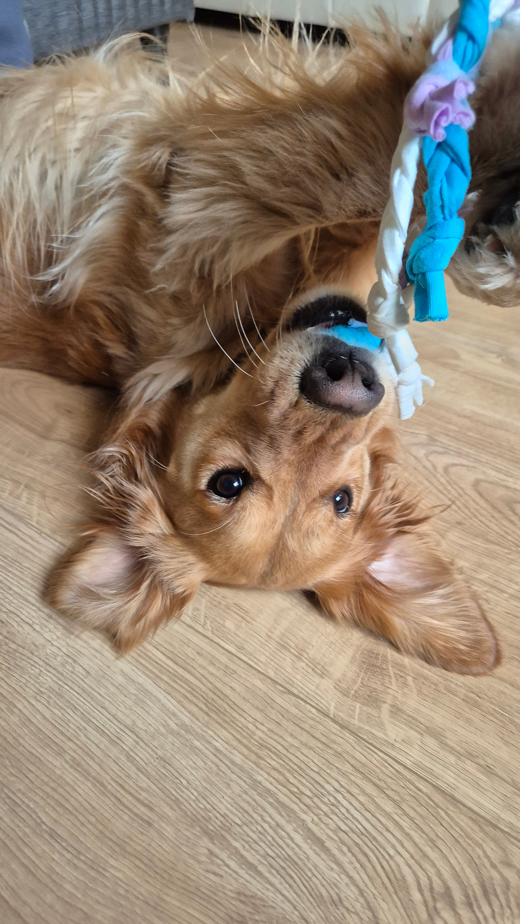 Szinetár Dóra x PatentDuo limitiertes Hundespielzeug aus Bio-Baumwolle